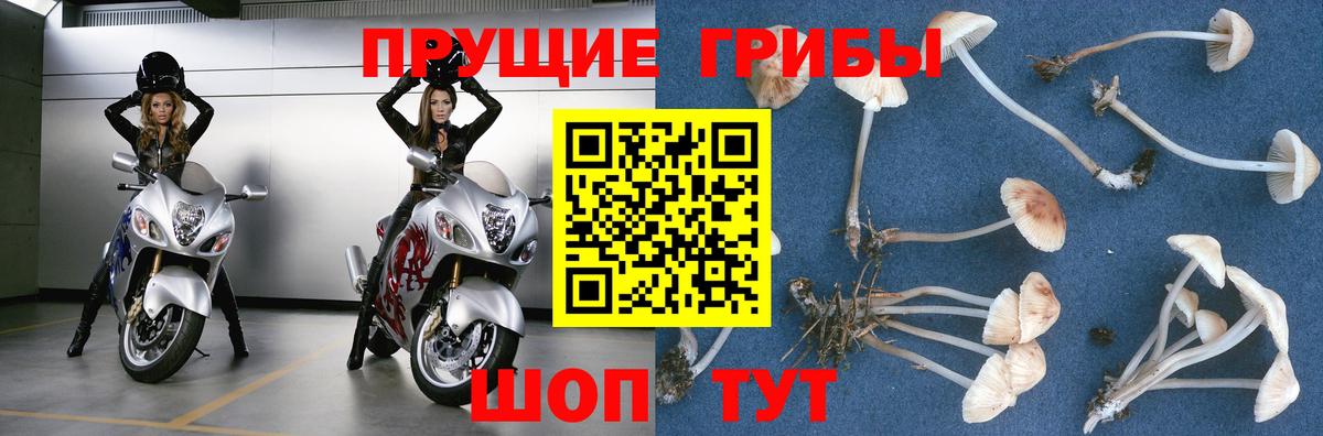 Видное  Галлюциногенные грибы Magic Shrooms  Вход с VPN 